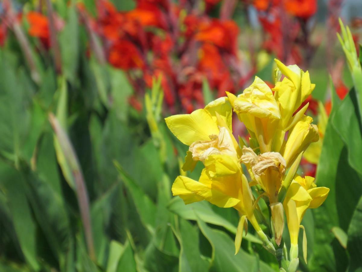 Caseta Montanyana Deltebre Ngoại thất bức ảnh